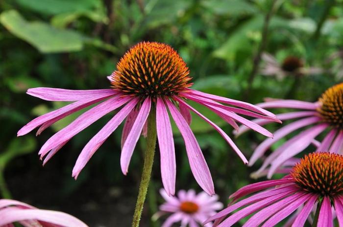 Proprietăți utile ale Echinacea purpurea