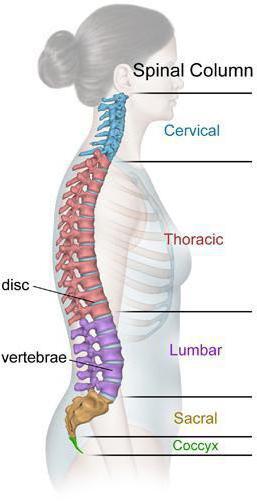  câte vertebre