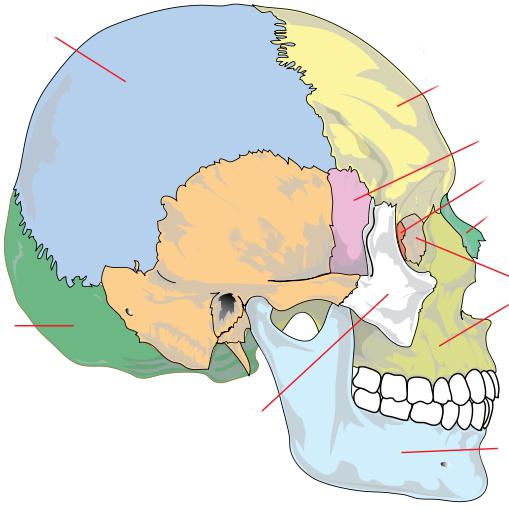 osul neuniform al craniului