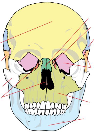 oasele craniene