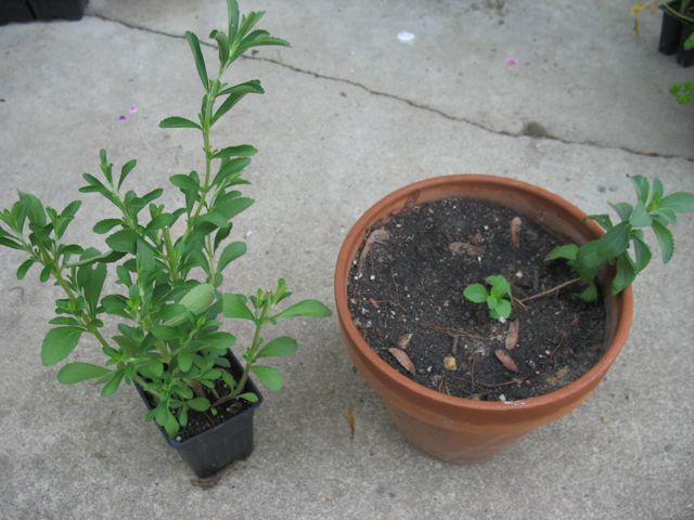 stevia proprietăți de vindecare 