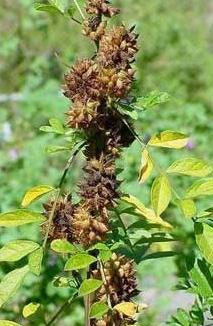 Tratamentul cu tuse pe bază de plante