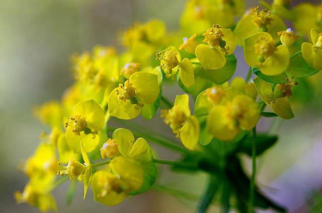 Euphorbia iarba buruienilor