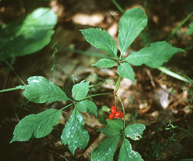 ginseng aplicație